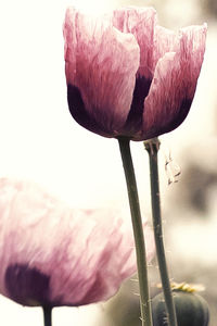 Close-up of flower against blurred background
