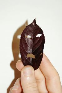 Cropped hand holding dry leaf against white background