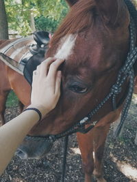 Close-up of woman with horse standing outdoors