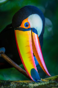 Close-up of bird