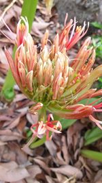 Close-up of flowers against blurred background