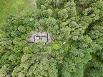 High angle view of trees in forest