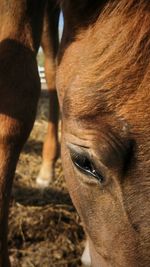 Close-up of a horse