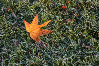 High angle view of orange maple leaf on land