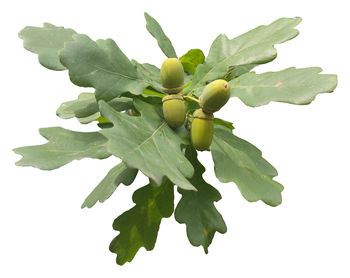 Close-up of green plant against white background