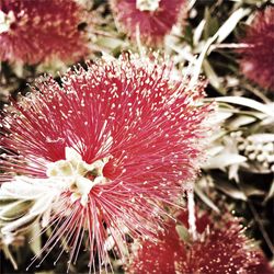 Close-up of red flowers