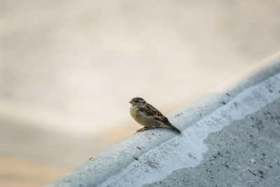 Close-up of bird perching on retaining wall