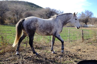 Horse standing in ranch