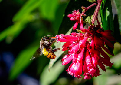 Close-up of butterfly pollinating on pink flower