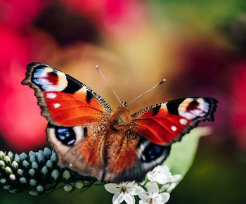 Close-up of butterfly pollinating on flower