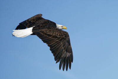 Low angle view of eagle flying against clear blue sky