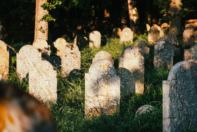 Panoramic view of cemetery