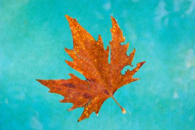 Close-up of maple leaf against blue sky