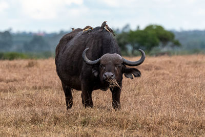 Buffalo standing in a field
