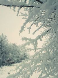 Snow covered plants against sky