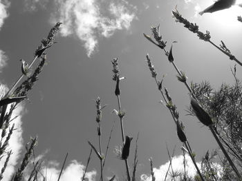 Low angle view of flowers on tree against sky