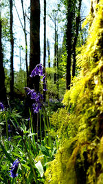 Trees growing in a forest