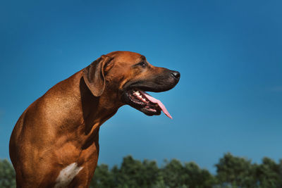 Close-up of a dog looking away against blue sky