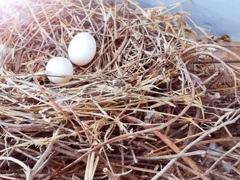 High angle view of bird in nest