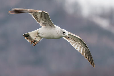 Low angle view of seagull flying