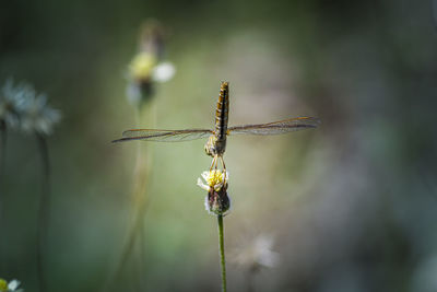 Close-up of insect on plant