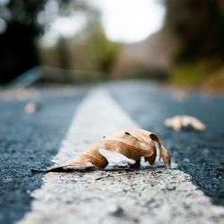 Close-up of lizard on road