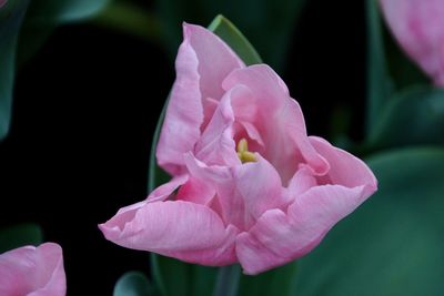 Close-up of pink rose flower in park