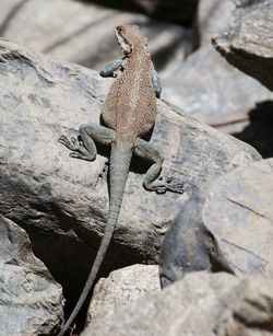 Close-up of lizard on rock