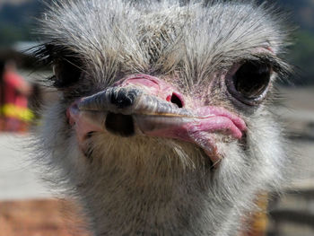 Close-up portrait of ostrich