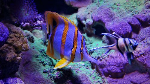 Fish swimming in sea