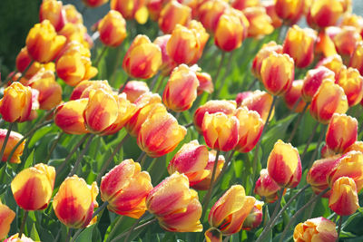 Close-up of red tulips