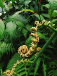 Close-up plant