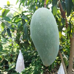 Close-up of fruit growing on tree