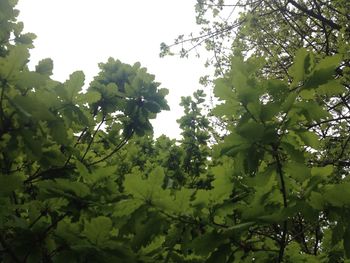 Low angle view of trees