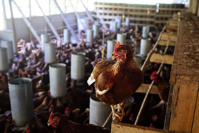 Close-up of rooster