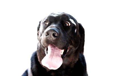 Close-up portrait of black dog against white background