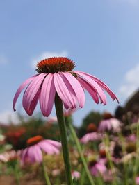 Close-up of pink flower