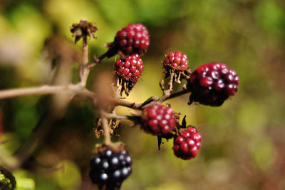 Close-up of berries growing on tree