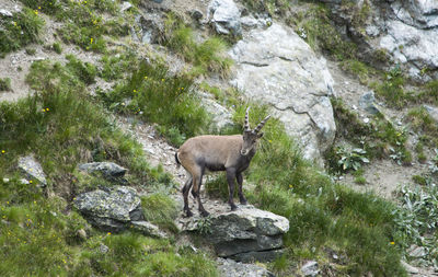 Side view of giraffe standing on rock