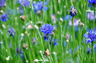 Close-up of purple flowering plants on field