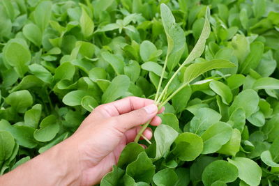 Cropped image of hand touching leaves