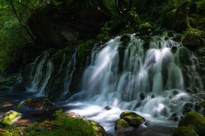 Scenic view of waterfall in forest