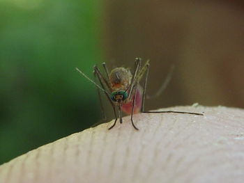 Close-up of damselfly on leaf