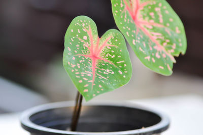 Close-up of heart shaped potted plant