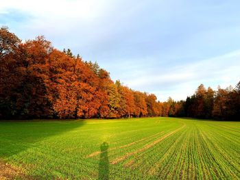 Trees on field against sky during autumn