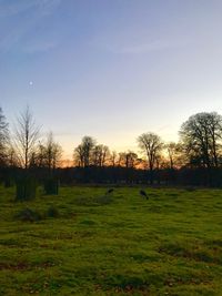 Trees against sky during sunset