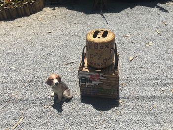 High angle view of dog on street