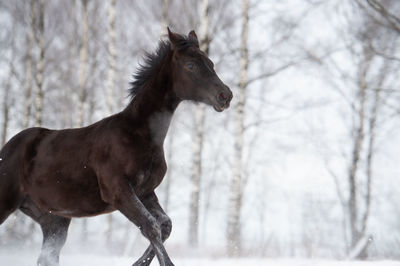 Horse standing in forest