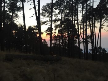 View of trees at sunset