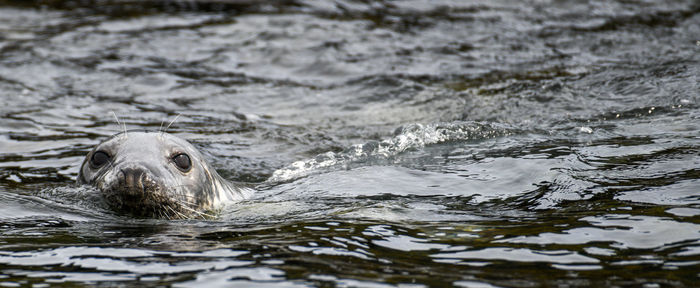 Close-up of turtle in sea